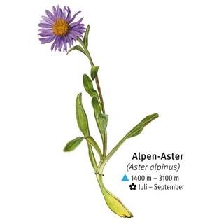 Alpen-Aster - Alpen-Aster / Illustration: DAV