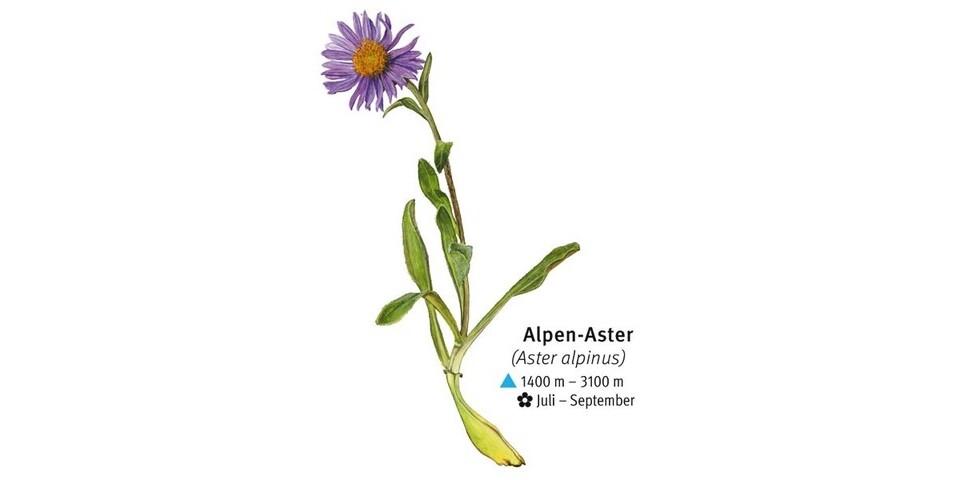 Alpen-Aster - Alpen-Aster / Illustration: DAV