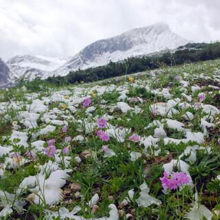 Mittsommer: Mehlprimeln im Neuschnee. Foto: Nadine Ormo  