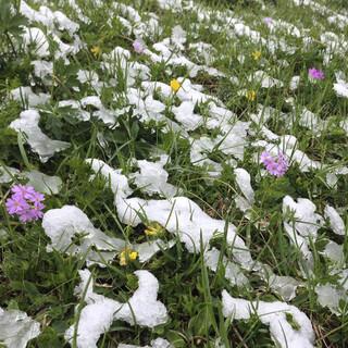 Mehlprimeln im sommerlichen Wintereinbruch. Foto: DAV/Nadine Ormo 