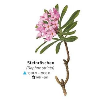 Steinröschen - © DAV