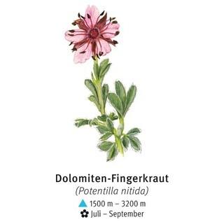 Dolomiten-Fingerkraut - © DAV