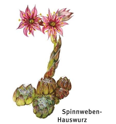 Spinnweben-Hauswurz - © DAV