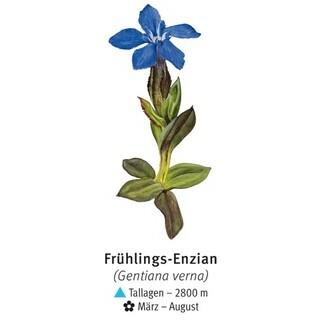 Frühlings-Enzian - © DAV