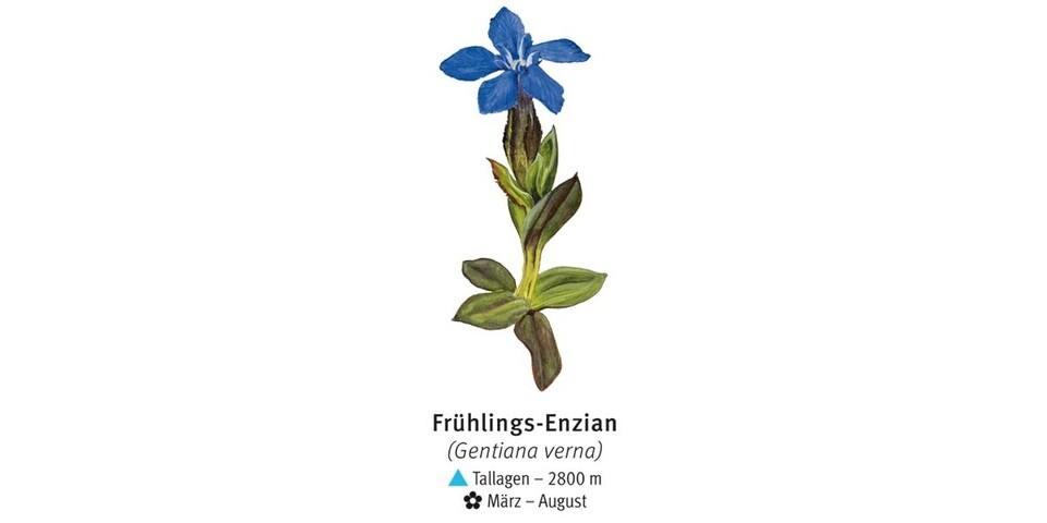 Frühlings-Enzian - © DAV