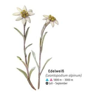 Edelweiß - © DAV