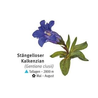 Stengelloser Kalkenzian - © DAV