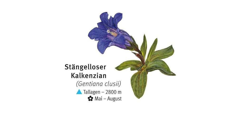 Stengelloser Kalkenzian - © DAV