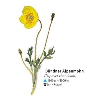 Bündner Alpenmohn - © DAV