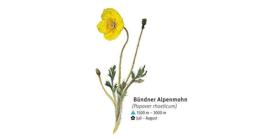 Bündner Alpenmohn - © DAV