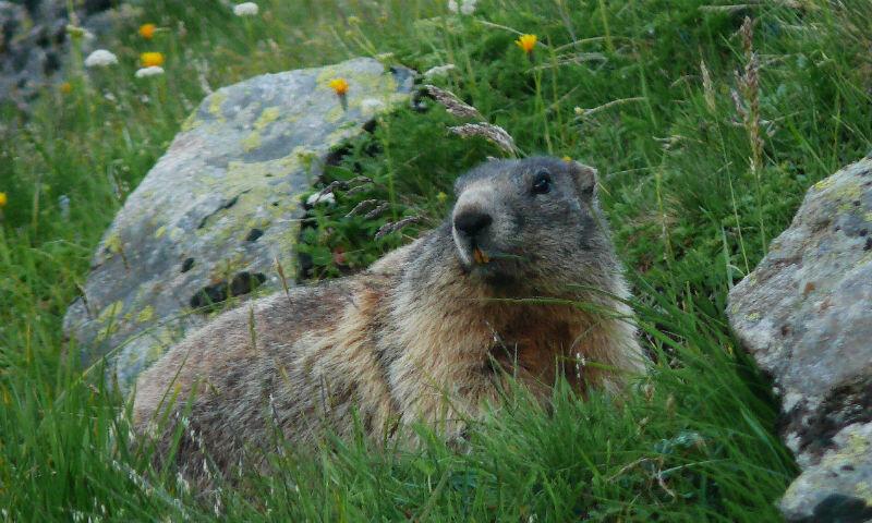 Auch Murmeltiere lassen sich oft ohne übertriebene Scheu beobachten oder gar fotografieren.